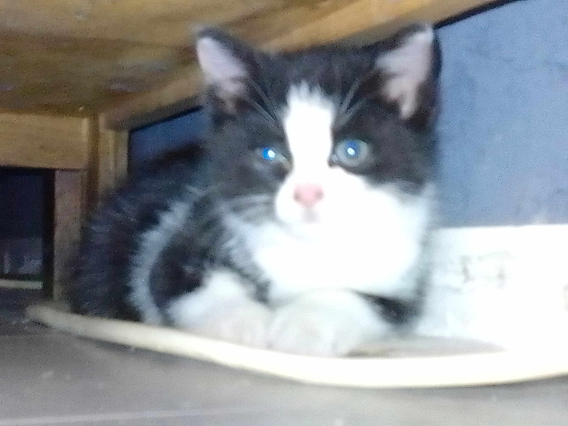 Batman a rejoint le concours — aidez-le/la à gagner de superbes lots ! kitten, cat, animal, pet, black_and_white, resting, indoor, furniture, wood, floor, close_up, young, cute, fur, whiskers, eyes, nose, paws, domestic_animal, small