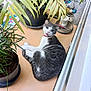 animal, balcony, cat, collar, curious, domestic, eyes, feline, floor, gray_and_white, green, indoor, leaf, looking_back, pet, plant, potted_plant, resting, tongue, whiskers