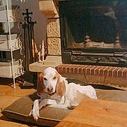 Oméga a rejoint le concours — aidez-le/la à gagner de superbes lots ! animal, brick, brown, calm, cozy, cushion, dog, fireplace, floor, furniture, homedecor, house, indoor, metal, pet, relaxing, resting, shelf, white, wood