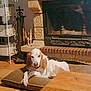 animal, brick, brown, calm, cozy, cushion, dog, fireplace, floor, furniture, homedecor, house, indoor, metal, pet, relaxing, resting, shelf, white, wood