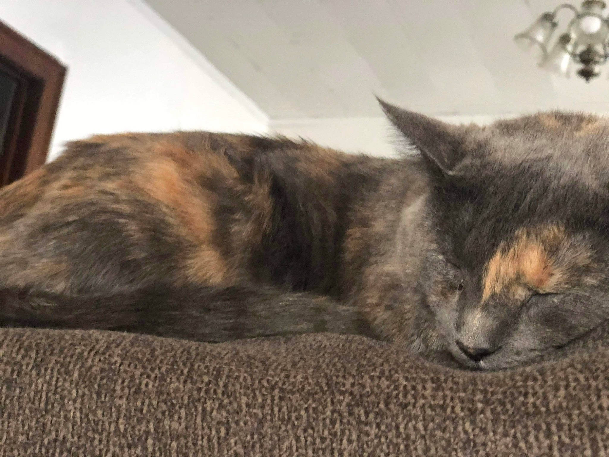 Cake joined the competition — help win amazing prizes! carnivore, cat, claw, comfort, domestic_short_haired_cat, felidae, fur, grey, nap, paw, sleep, small_to_medium_sized_cats, snout, tail, terrestrial_animal, whiskers, wood