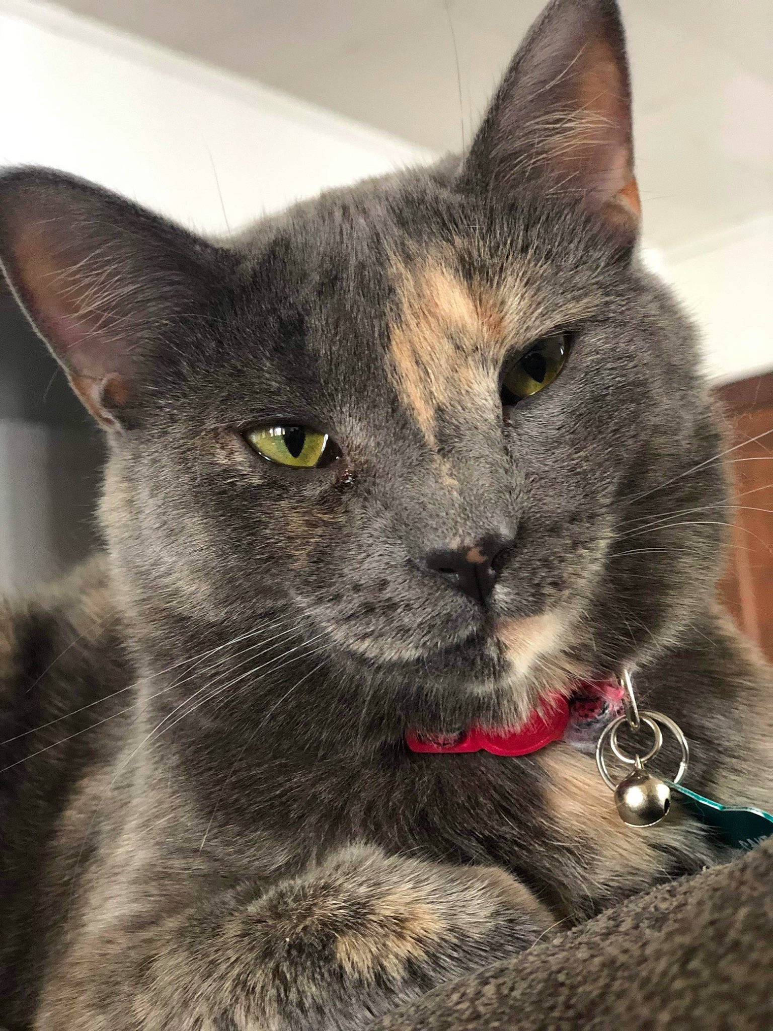 Cake joined the competition — help win amazing prizes! carnivore, cat, collar, domestic_short_haired_cat, ear, felidae, fur, grey, jewellery, russian_blue, small_to_medium_sized_cats, snout, terrestrial_animal, whiskers