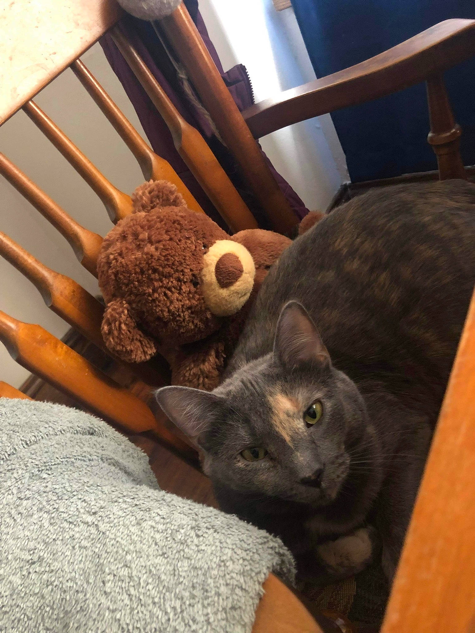 Cake joined the competition — help win amazing prizes! black_cat, carnivore, cat, cat_supply, chair, comfort, domestic_short_haired_cat, fawn, felidae, fur, grey, hardwood, house, linens, small_to_medium_sized_cats, table, tail, whiskers, window, wood