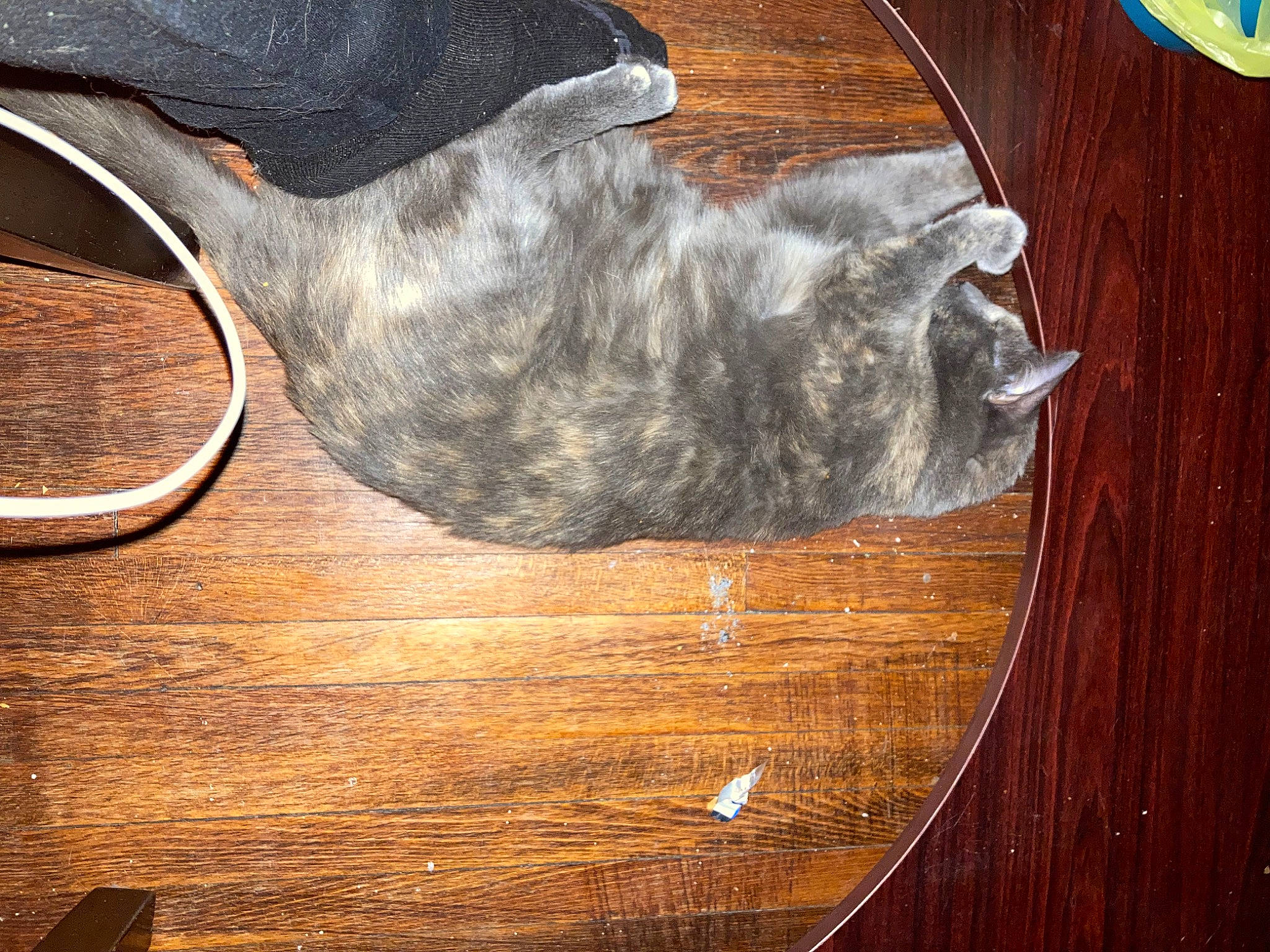 Cake is registered to the contest to win money with this photo: carnivore, cat, collar, dog_breed, felidae, floor, flooring, fur, grey, hardwood, laminate_flooring, plank, small_to_medium_sized_cats, snout, sporting_group, tail, varnish, whiskers, wood, wood_stain