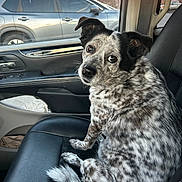 Gigi joined the competition — help win amazing prizes! dog, car_interior, passenger_seat, spotted_dog, looking_back, window, sunset, parked_car, leather_seat, seatbelt, side_mirror, door_panel, ear, tail, fur, pet, animal, domestic, companion, vehicle
