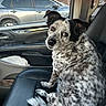 dog, car_interior, passenger_seat, spotted_dog, looking_back, window, sunset, parked_car, leather_seat, seatbelt, side_mirror, door_panel, ear, tail, fur, pet, animal, domestic, companion, vehicle
