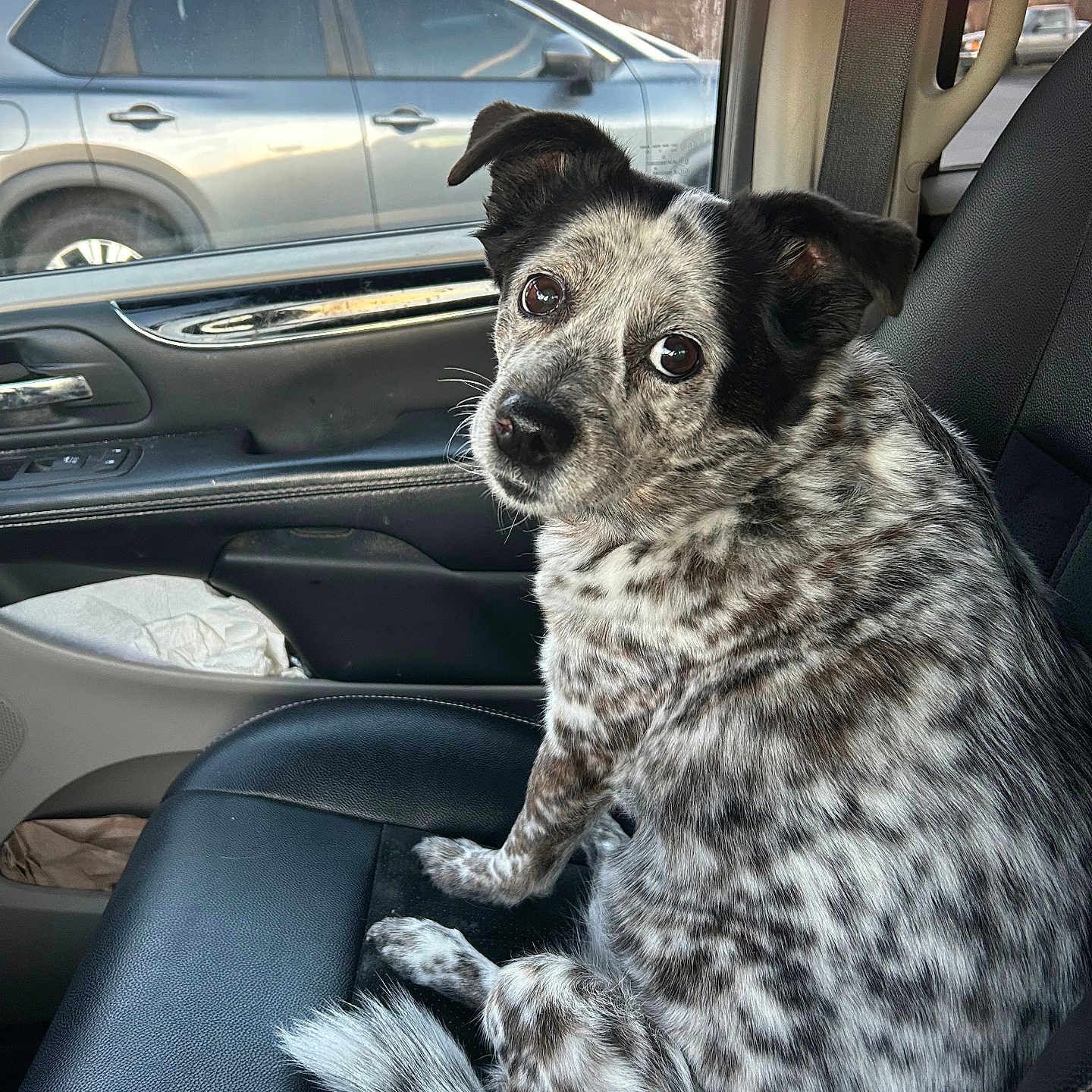 Gigi joined the competition — help win amazing prizes! dog, car_interior, passenger_seat, spotted_dog, looking_back, window, sunset, parked_car, leather_seat, seatbelt, side_mirror, door_panel, ear, tail, fur, pet, animal, domestic, companion, vehicle