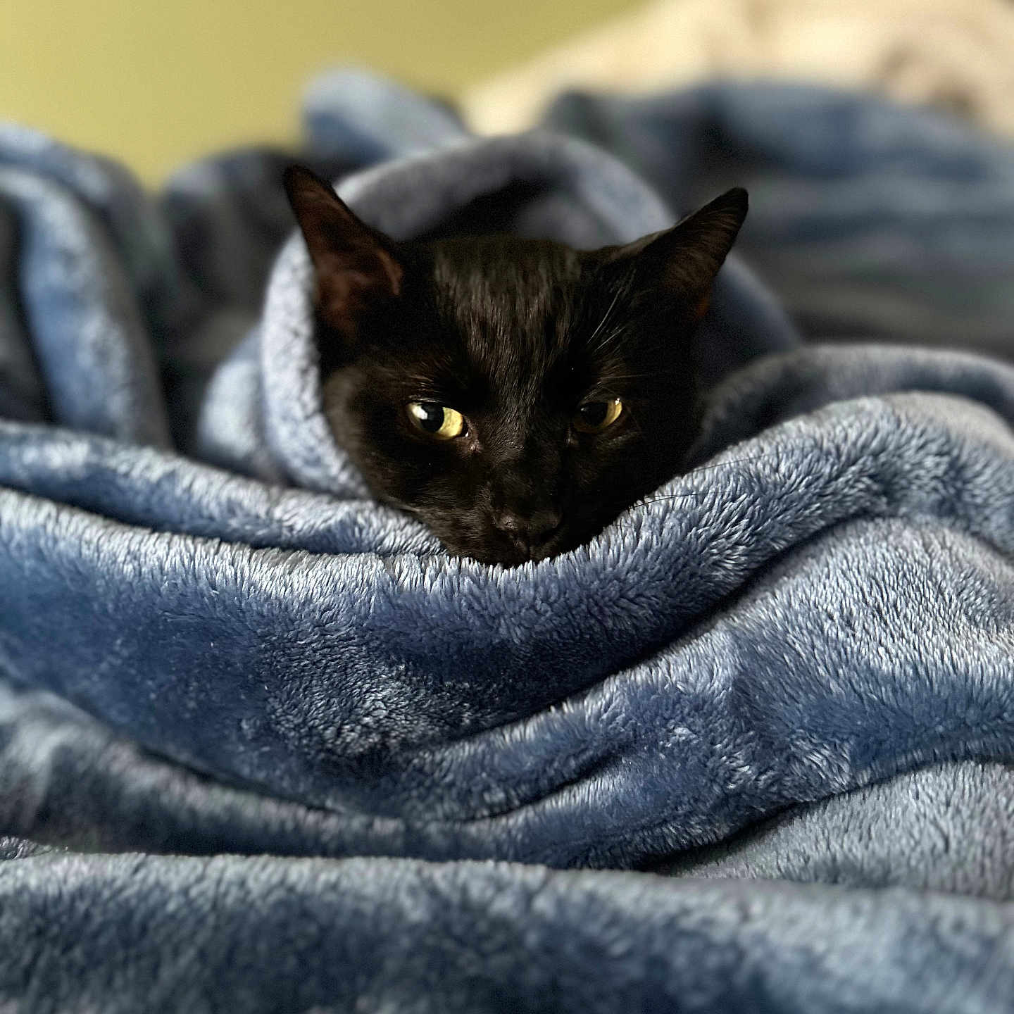 Maui joined the competition — help win amazing prizes! animal, blackcat, blanket, cat, clothing, fleece, kitten, laundry, pet, quilt, towel