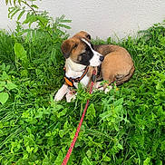 Aiko a rejoint le concours — aidez-le/la à gagner de superbes lots ! animal, black, brown, canine, daylight, dog, grass, greenery, harness, leash, nature, outdoor, pet, plant, puppy, resting, summer, wall, white, young_dog