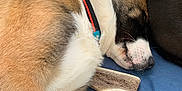 Aiko participe au concours pour gagner de l'argent avec cette photo : animal, blanket, bone, canine, closeup, collar, companion, cozy, cute, dog, fur, indoor, napping, paw, pet, relaxing, resting, sleeping, snuggling, tricolor