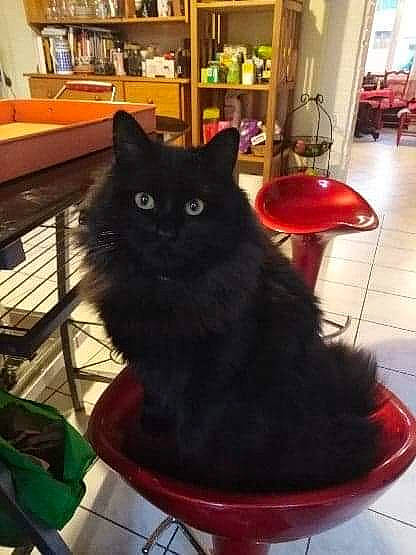 Malo a rejoint le concours — aidez-le/la à gagner de superbes lots ! black, bombay, bookcase, carnivore, cat, chair, comfort, felidae, floor, flooring, furniture, hardwood, interior_design, lighting, living_room, photograph, shelf, small_to_medium_sized_cats, whiskers, wood