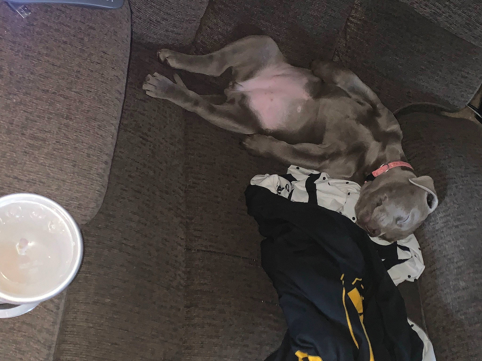 Bella joined the competition — help win amazing prizes! canidae, carmine, carnivore, ceiling, circle, comfort, companion_dog, cup, dishware, dog, dog_breed, flooring, grey, guard_dog, linens, non_sporting_group, room, serveware, sporting_group, tail