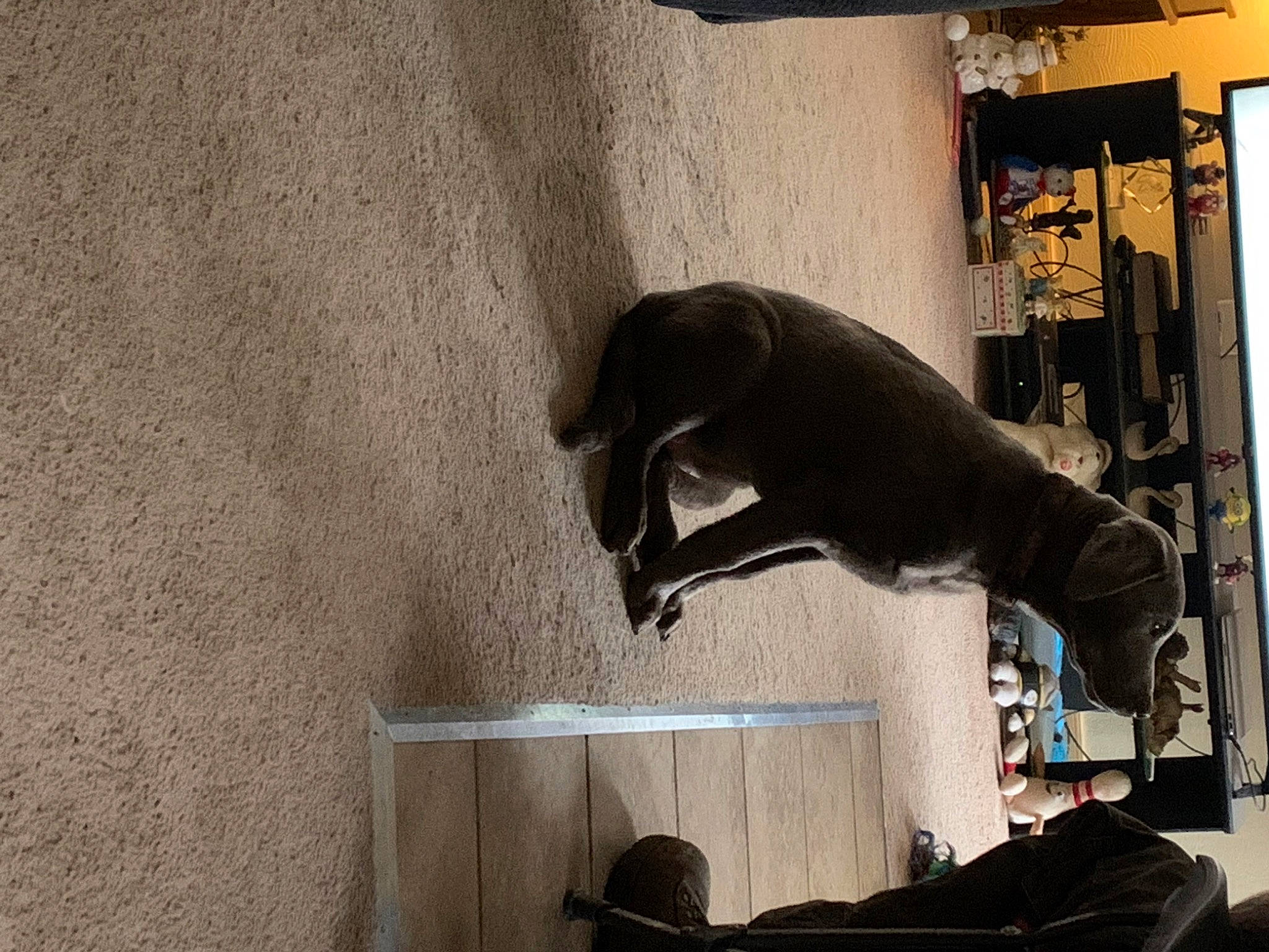 Bella joined the competition — help win amazing prizes! canidae, carnivore, comfort, companion_dog, dog, dog_breed, fawn, felidae, flooring, grey, hardwood, pet_supply, room, small_to_medium_sized_cats, snout, table, tail, window, wood, working_animal