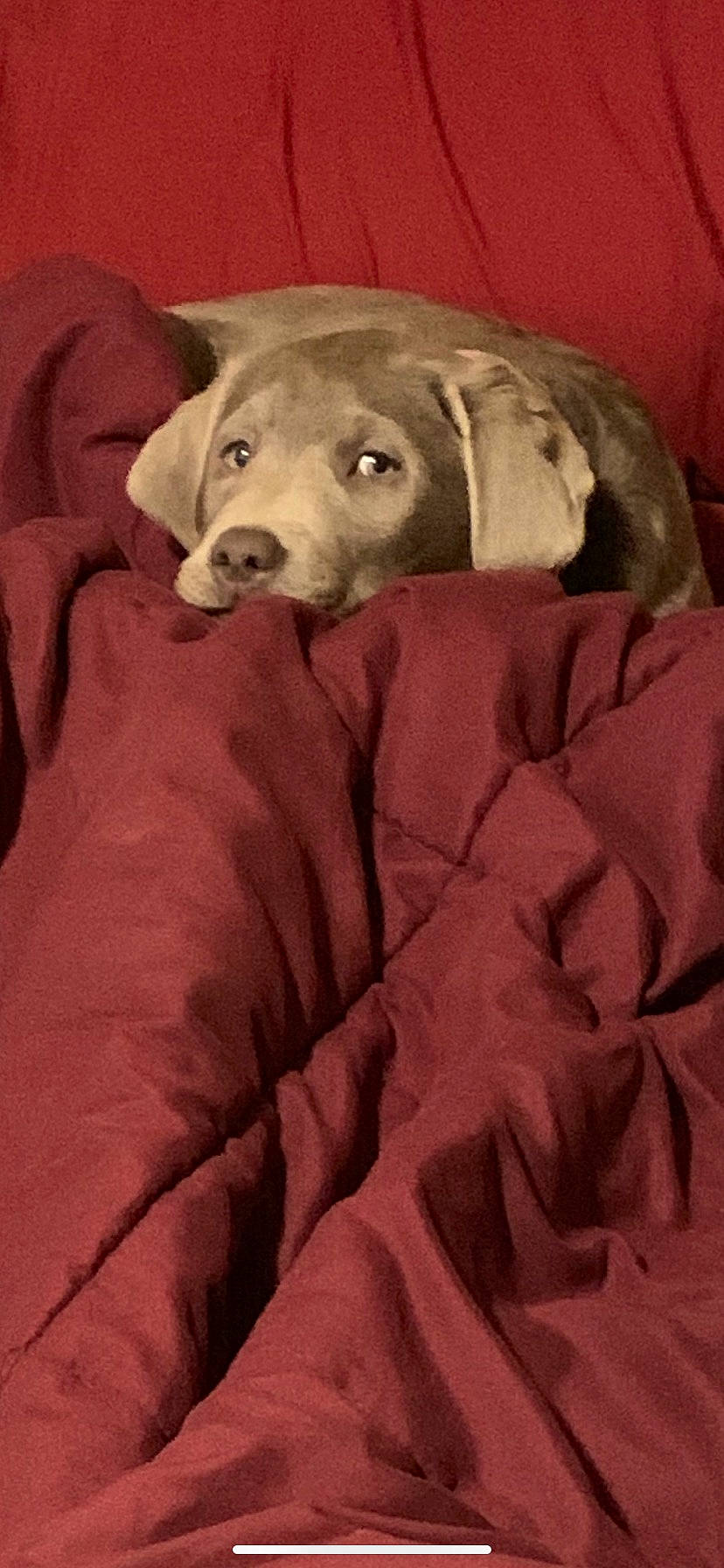 Bella is registered to the contest to win money with this photo: blanket, canidae, carnivore, comfort, companion_dog, couch, dog, dog_breed, fawn, fur, golden_retriever, guard_dog, linens, nap, non_sporting_group, room, snout, sporting_group, terrestrial_animal, working_animal