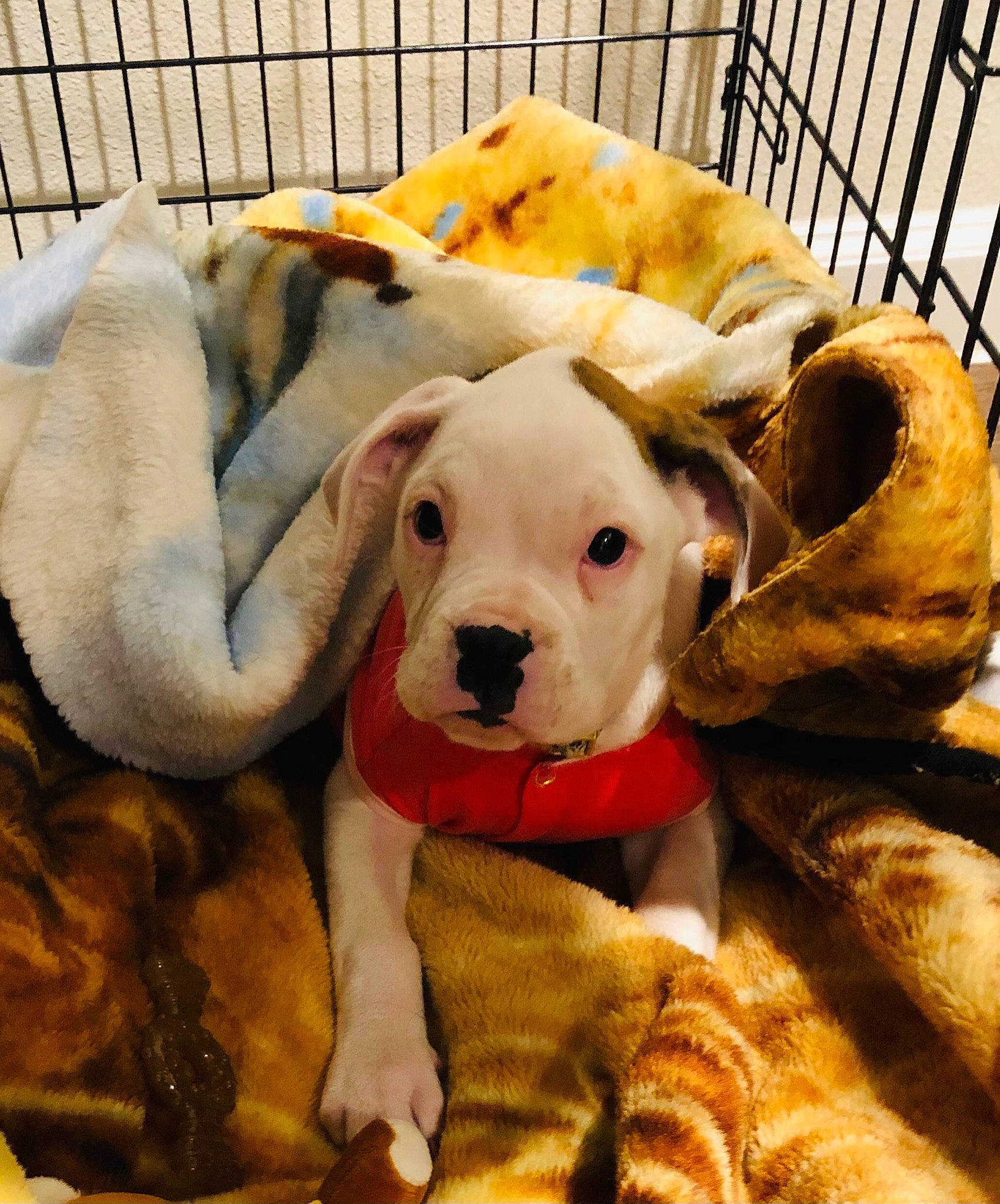 Benzi is registered to the contest to win money with this photo: carnivore, comfort, companion_dog, couch, dog, dog_breed, dog_supply, dog_toy, fawn, fur, linens, mammal, pet_supply, snout, sporting_group, stuffed_toy, tail, whiskers, working_animal, yellow