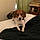 Snoopy
