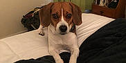 Snoopy joined the competition — help win amazing prizes! dog, beagle, bed, blanket, black_blanket, white_blanket, curtains, nightstand, iron, folded_blankets, indoor, pet, animal, lying, looking, ears, fur, brown, white, room