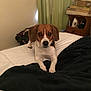 dog, beagle, bed, blanket, black_blanket, white_blanket, curtains, nightstand, iron, folded_blankets, indoor, pet, animal, lying, looking, ears, fur, brown, white, room