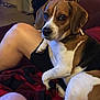 Snoopy joined the competition — help win amazing prizes! dog, beagle, pet, indoor, lap, blanket, person, leg, pajamas, fur, brown, white, black, cozy, comfort, resting, looking, animal, home, couch