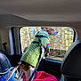 dog, car, window, sweater, green, leash, seat, red_blanket, travel, pet, animal, looking_out, interior, motion_blur, forest, trees, backseat, colorful_clothing, canine, daytime