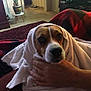 Snoopy is registered to the contest to win money with this photo: dog, towel, hand, indoor, blanket, sofa, carpet, plant, pot, floor, cozy, pet, animal, warm, portrait, brown, white, face, eyes, comfort