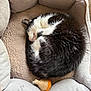 Ben participe au concours pour gagner de l'argent avec cette photo : cat, sleeping, pet_bed, black_and_white, curled_up, fur, cozy, indoor, toy, woven, soft, cushion, relaxed, animal, resting, nap, cute, comfortable, domestic_cat, peaceful