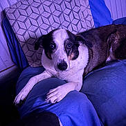 Max participe au concours pour gagner de l'argent avec cette photo : dog, couch, blanket, pillow, indoor, pet, animal, fur, relaxed, resting, wood_paneling, blue, white, black, brown, paw, snout, ears, looking, portrait