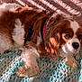 dog, cavalier_king_charles_spaniel, pet, lying_down, fur, brown_and_white, blanket, knit_blanket, indoor, sunlight, cozy, cute, animal, companion, relaxed, portrait, close_up, paw, ears, whiskers