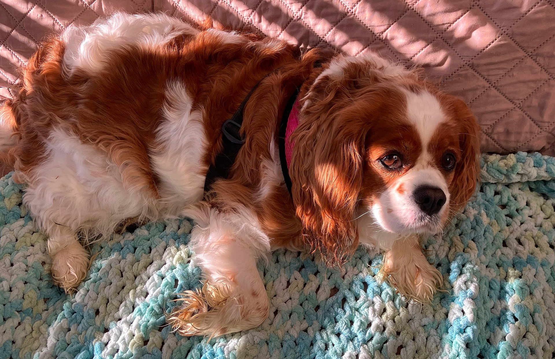 Sophie