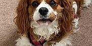 Sophie joined the competition — help win amazing prizes! dog, cavalier_king_charles_spaniel, pet, canine, brown_and_white, fluffy, carpet, indoor, lying_down, pink_harness, cute, animal, fur, ears, nose, eyes, friendly, companion, domestic, portrait