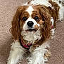 dog, cavalier_king_charles_spaniel, pet, canine, brown_and_white, fluffy, carpet, indoor, lying_down, pink_harness, cute, animal, fur, ears, nose, eyes, friendly, companion, domestic, portrait