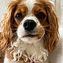 dog, cavalier_king_charles_spaniel, close_up, pet, curly_fur, brown_and_white, animal, portrait, whiskers, nose, ears, cute, domestic_animal, fur, muzzle, face, canine, indoor, looking_at_camera, fluffy