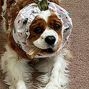 Sophie is registered to the contest to win money with this photo: dog, carpet, chew_stick, bonnet, floral_pattern, brown_and_white, long_fur, pet, lying_down, indoor, cute, animal, canine, fur, headwear, muzzle, paws, close_up, domestic, companion