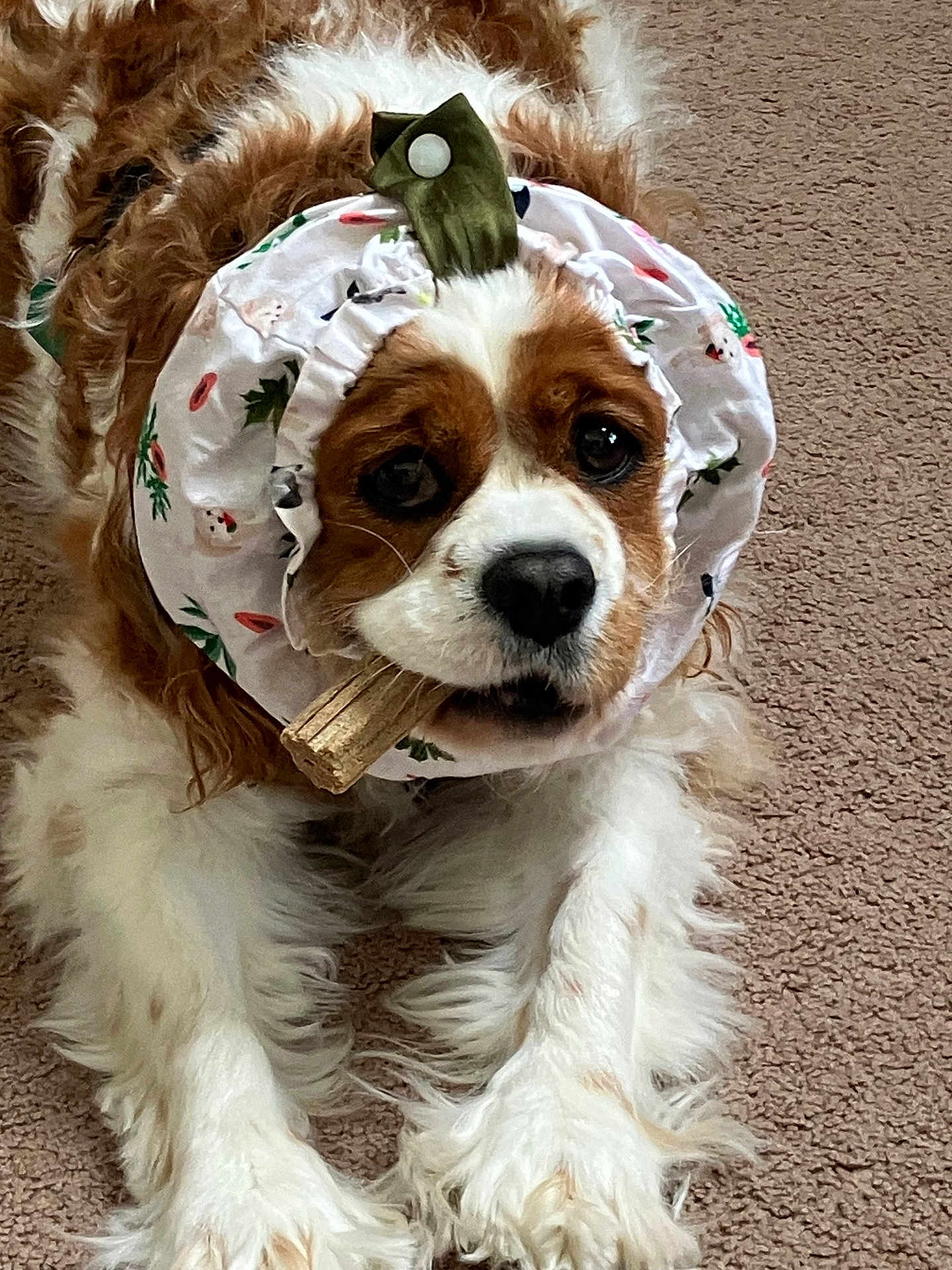 Sophie is registered to the contest to win money with this photo: dog, carpet, chew_stick, bonnet, floral_pattern, brown_and_white, long_fur, pet, lying_down, indoor, cute, animal, canine, fur, headwear, muzzle, paws, close_up, domestic, companion