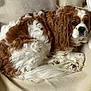 dog, cavalier_king_charles_spaniel, brown_and_white, curled_up, fluffy, pet, animal, indoors, blanket, resting, cute, fur, face, ears, tail, paw, companion, canine, looking, soft