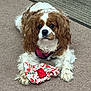 dog, cavalier_king_charles_spaniel, pet, animal, carpet, toy, fabric, pink_harness, brown_and_white, curly_fur, indoor, cute, looking_up, playful, resting, front_paws, ears, fur, snout, expression