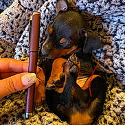 Doobie is registered to the contest to win money with this photo: puppy, dog, blanket, small, cute, sleeping, paw, hand, pen, cozy, fur, animal, brown, black, nail, claw, texture, resting, cute_pet, wrapped