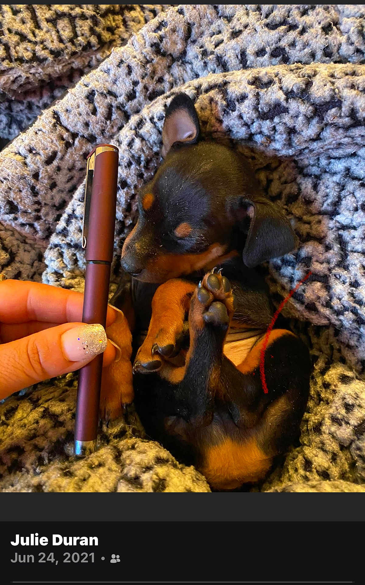 Doobie is registered to the contest to win money with this photo: puppy, dog, blanket, small, cute, sleeping, paw, hand, pen, cozy, fur, animal, brown, black, nail, claw, texture, resting, cute_pet, wrapped
