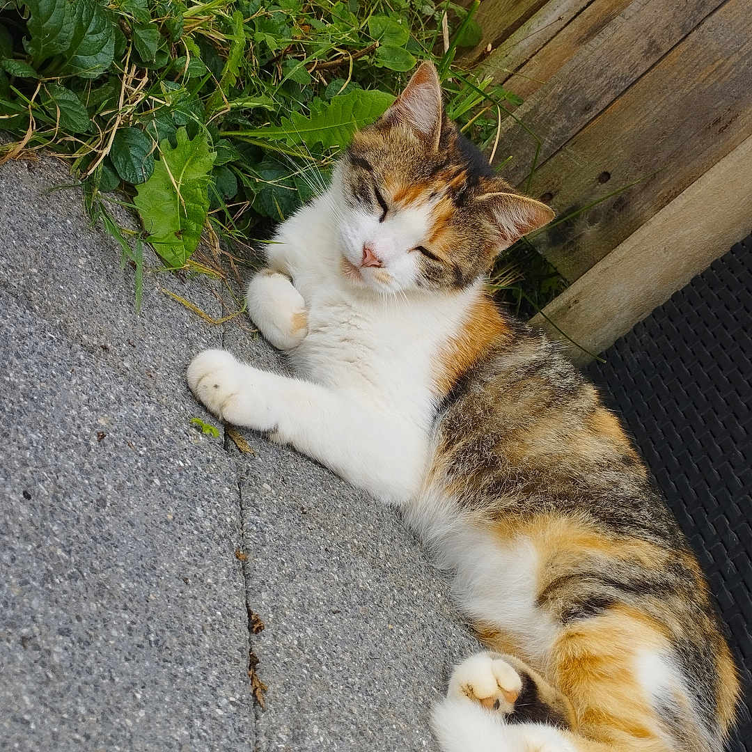 Seven participe au concours pour gagner de l'argent avec cette photo : abyssinian, accessories, animal, cat, herbal, herbs, ivy, kitten, manx, path, person, pet, plant, road, slate, soil, strap, tarmac, walkway, wood