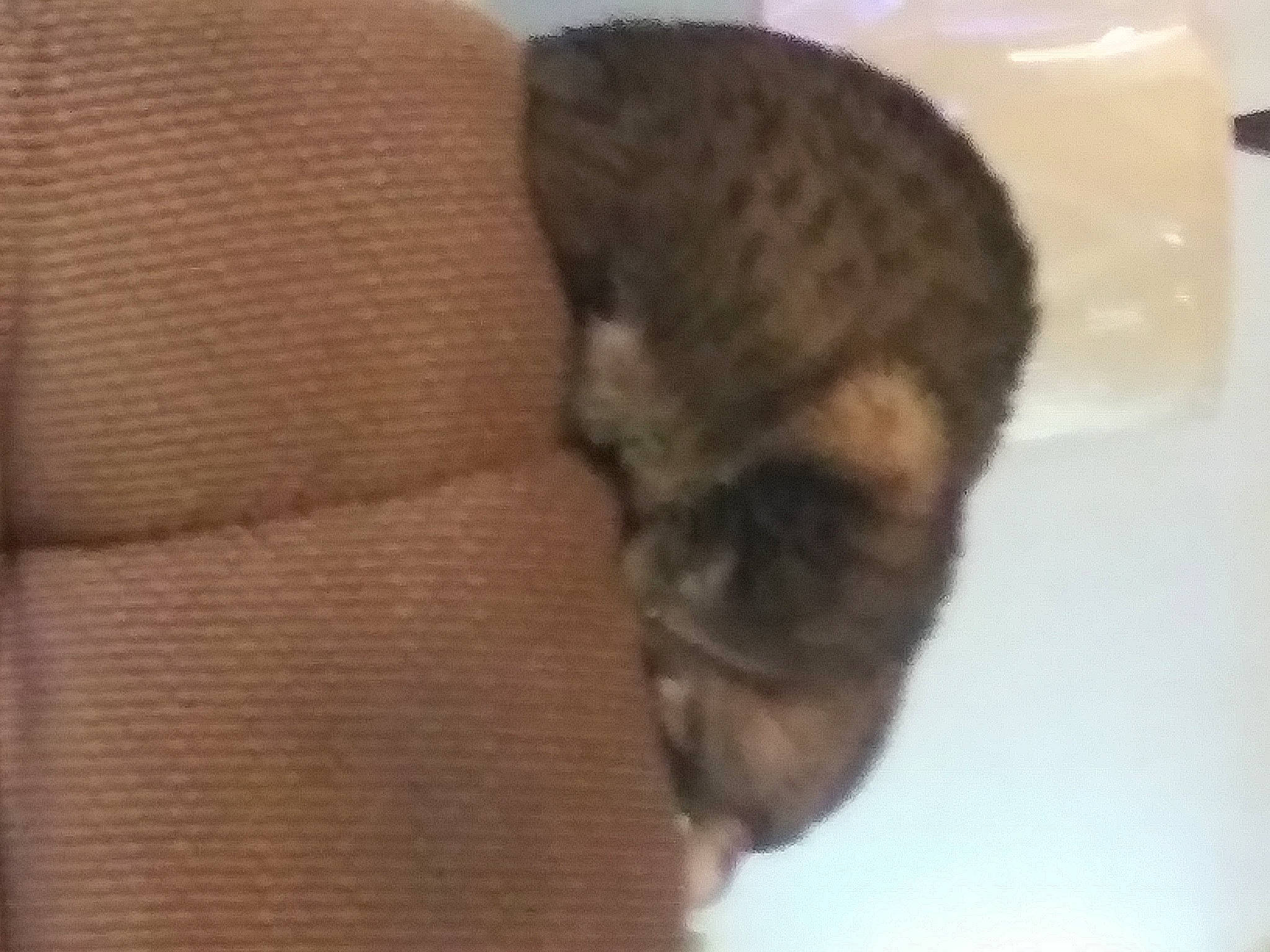 Lucy joined the competition — help win amazing prizes! bengal, cat, fawn, felidae, fur, small_to_medium_sized_cats, tabby_cat