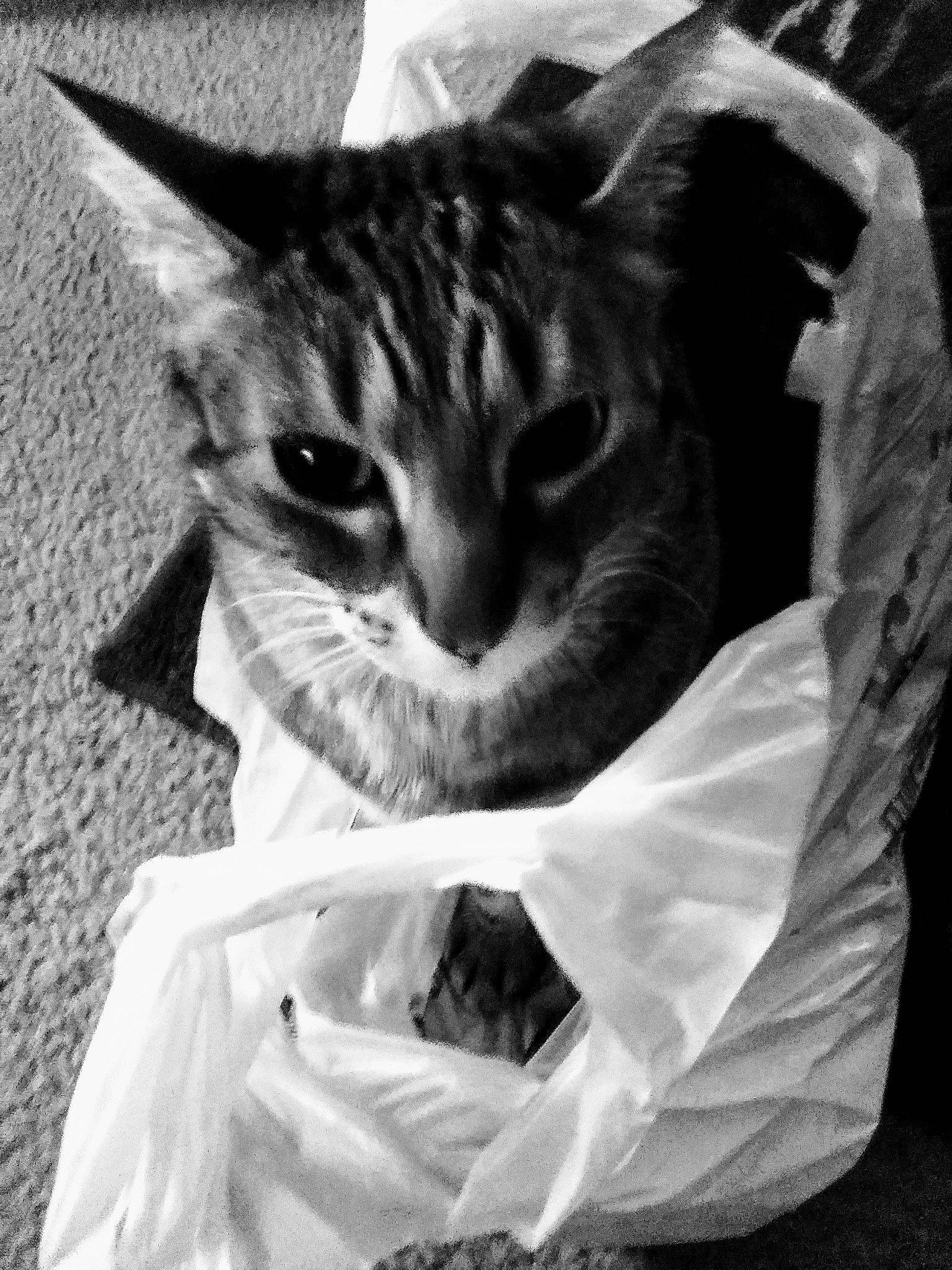 Lucy is registered to the contest to win money with this photo: asian, black_and_white, carnivore, cat, domestic_short_haired_cat, felidae, kitten, monochrome_photography, paper, photography, plastic_bag, small_to_medium_sized_cats, tabby_cat, whiskers