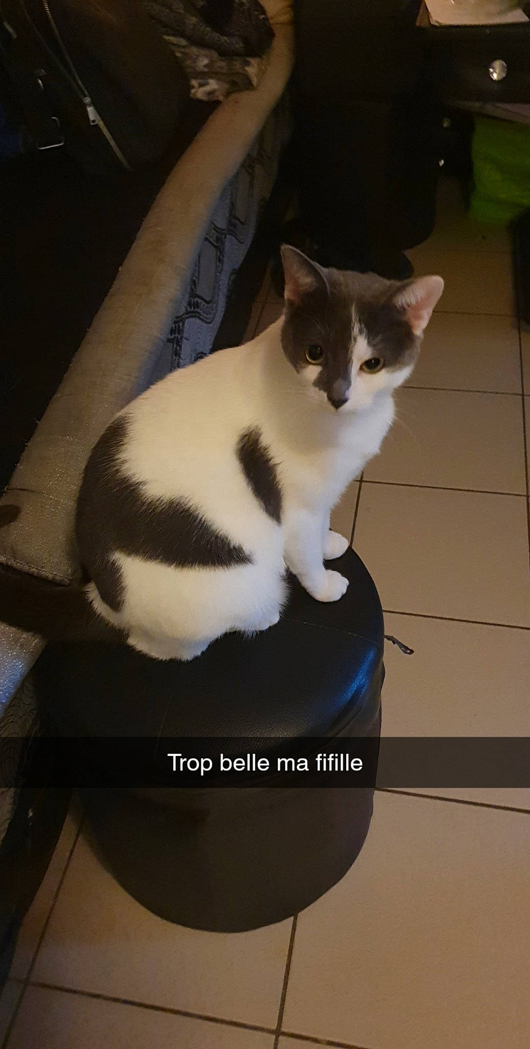 Plume participe au concours pour gagner de l'argent avec cette photo : carnivore, cat, domestic_short_haired_cat, european_shorthair, felidae, kitten, photo_caption, small_to_medium_sized_cats, tail, whiskers