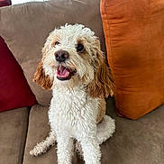 Salt is registered to the contest to win money with this photo: dog, curly_hair, pet, couch, pillow, smiling, indoor, happy, sitting, fur, animal, brown, white, cute, domestic_animal, companion, friendly, looking_up, living_room, cozy