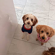 Salt is registered to the contest to win money with this photo: adorable, beige_dog, brown_dog, clothing, companion, curious, cute, dog, fluffy, indoor, looking_up, pet, pink_outfit, puppy, small_dog, sweater, three_dogs, tiled_floor, waiting, white_floor