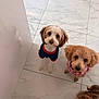adorable, beige_dog, brown_dog, clothing, companion, curious, cute, dog, fluffy, indoor, looking_up, pet, pink_outfit, puppy, small_dog, sweater, three_dogs, tiled_floor, waiting, white_floor