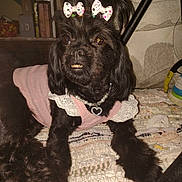 Dolly Mae joined the competition — help win amazing prizes! dog, black_dog, pet, indoor, clothing, sweater, necklace, heart_pendant, bow, hair_ties, cute, portrait, animal, fur, paws, quilt, furniture, homedecor, closeup, adorable
