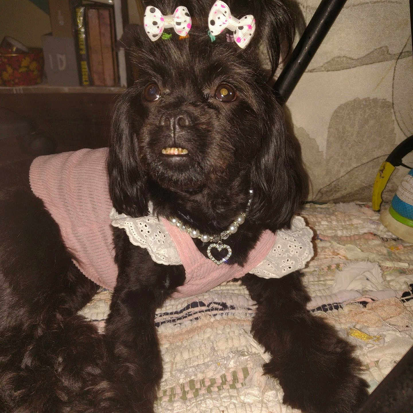 Dolly Mae joined the competition — help win amazing prizes! dog, black_dog, pet, indoor, clothing, sweater, necklace, heart_pendant, bow, hair_ties, cute, portrait, animal, fur, paws, quilt, furniture, homedecor, closeup, adorable