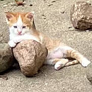 Opie joined the competition — help win amazing prizes! cat, kitten, orange_and_white, animal, pet, sitting, lying_down, outdoor, grass, rocks, stone, pavement, garden, face, eyes, ears, whiskers, tail, relaxed, portrait