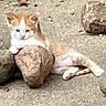 cat, kitten, orange_and_white, animal, pet, sitting, lying_down, outdoor, grass, rocks, stone, pavement, garden, face, eyes, ears, whiskers, tail, relaxed, portrait