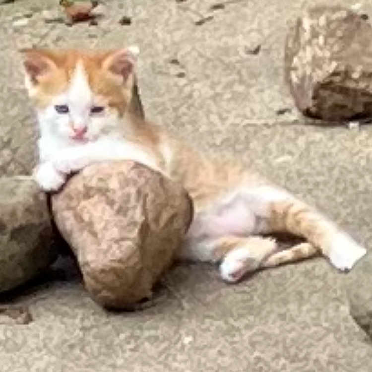 Opie joined the competition — help win amazing prizes! cat, kitten, orange_and_white, animal, pet, sitting, lying_down, outdoor, grass, rocks, stone, pavement, garden, face, eyes, ears, whiskers, tail, relaxed, portrait